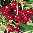 Live Sweet Cherry Fruit Plant Barbados - Best Fruiting Plants