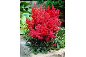 1 x Astilbe arendsii 'Astary Red' (Winterhart/Stauden/Staude/Mehrjährig) Prachtspiere - in Rot - Rote Blütenpracht für schattige Beete - Sehr Bienen und Insektenfreundlich - von Stauden Gänge