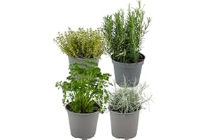 ZynesFlora Italiennes Herbes Fraîches Aromatiques Plantes en pot de fleurs Ø 14 cm - Lot de 4 - hauteur : 12-15 cm - Herbes Aromatiques Interieur Jardin Romarin Thym Lavande Sauge et Origan