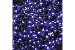 FLOWERSEEDSUK 250 Lobelia Erinus Trailing Sapphire Seeds - Deep Blue Flowers with White Eyes - 250 Seeds