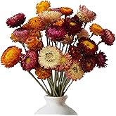 20 Pieces Natural Preserved Dried Flowers, Dried Flowers Decoration | Chrysanthemum Flower Crafts Mixed Colours for Decoratio
