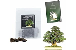 YUGEN BONSAI 30 Japanese Privet Bonsai Seeds | Ligustrum Japonicum | Growing Guide | Grow Your Own Bonsai Tree | Bonsai Beginners and Enthusiasts