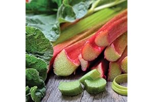 Thompson & Morgan Rhubarb Hardy Garden Plants, High Yielding Perennial Fruit, Easy to Grow, Gardens & Outdoors, Summer Fruiting, 2 or 4 x Rhubarb Champagne Bare Root Plants (2 x Bare Root Plants)
