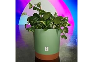 MIMA TUS PLANTAS Macetero de Autorriego con Plato Incluido, Disponible en 3 Tamaños y 3 Colores | Diseño Moderno y Duradero para Plantas de Interior y Exterio (Verde, 16,5 cm x 16 cm x 14,5 cm)