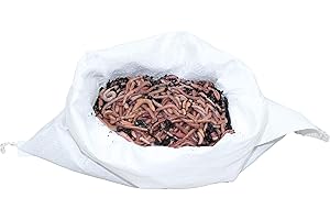 ‎SUPERWURM SUPERWURM 0,5 kg große (ca. 315 St.) Riesen-Rotwürmer - Dendrobena, Angelwürmer, Futterwürmer, Regenwürmer, Würmer, Riesenrotwürmer, Angelköder, Lebendköder, Wurmfarm, Wurmzucht