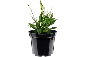 Garronda Pots Horticulture Ronds Pots pour Culture de Plants de Plantes et Fleurs GD-0025 (Noir, ⌀ 23cm H 18cm)