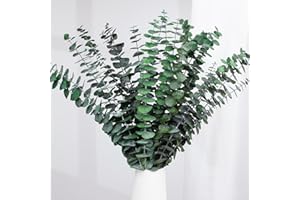 BEST ZOIKOM 20 pezzi Eucalipto Conservato Fiori secchi naturali da 43 cm, pianta di eucalipto verde fresco naturale, fatta di rami di foglie di eucalipto reali per decorazione di casa, feste (verde)