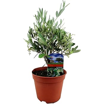 Olivenbaum, Stamm, (Olea europea), Tragen dieses Jahr