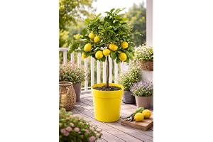Blumen-Senf Citrus limon lunario 80-100 cm - äkta citronträd - fyra säsonger citron