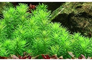 ‎AQUAONE AquaOne Aquarium Pflanze Pogostemon deccanensis I Wasserpflanze Aquariumpflanze Stängelpflanze voll durchwurzelt mittel pflegeleicht Aquascaping Dekoration