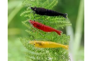 Garnelen Garnelio Deutscher Garnelenmix S | Neocaridina davidi für Aquarium & NanoCube fürs Aquarium - je 2X Black Sakura, Red Fire Yellow Fire 6 st.