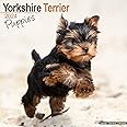 Yorkshire Terrier Puppies Calendar 2024 | Square Dog Puppy Breed Wall Calendar - 16 Month