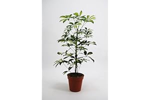 DELVIVERODIRECT Schefflera Gerda - Planta Natural - Planta Exterior - DELVI