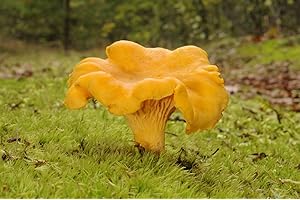 Mycelium – Champignons de forêt cantharellus cibarius, cultivez vos propres champignons