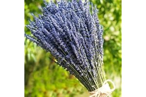 TooGet Paquetes de 400 tallos ultra azules secos de lavanda (16 a 18 pulgadas de largo) para decoración del hogar, manualidades, regalo, boda o cualquier ocasión
