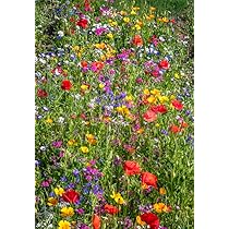 Gli 8 Bulbi Dai Fiori Blu Più Belli - Giardinaggio, Fiori, Animali E Centinaia D - Foto 4