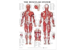 ANATOMY STUFF The Muscular System Giant Chart