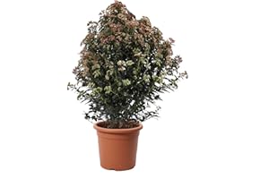 KENTIS - Viburnum Tinus 'Eve Price' - Plante de Viorne - Vraies Plantes de Haies d'Extérieur Résistantes Sempervirens - H 100-125 cm Pot Ø 30 cm