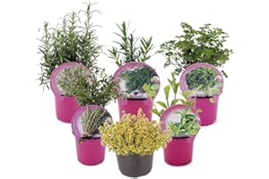 CULTIVOMIHUERTO PACK 6 PLANTAS AROMÁTICAS MIX - LAVANDA, PEREJIL RIZADO ECO, ROMERO, STEVIA ECO, TOMILLO COMÚN ECO, TOMILLO LIMÓN ECO