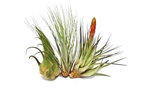 EXOTENHERZ 3 Different Tillandsias - Size XXL