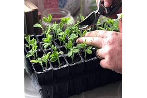 SUTTONS EST. 1806 Suttons Rootrainers 64 Cells (Pack of 2), Grow Your own Veg, Gardening Equipment, Veg Growing Equipment, Root Trainers, Propagation, Propagaing