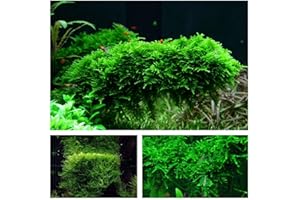 AQUAONE Set de musgo con 3 plantas vitro para acuario, n.° 55 1-2 Grow