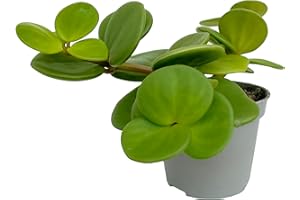 Clouds Hill Succulents Live Peperomia Hope in 6cm Pot Trailing Succulent House Plant (in 6cm Plastic Pot), Blue, Green