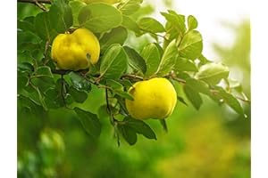 SEMISAUVAGE PERMACULTURE 15 Graines de Cognassier - arbre fruitier coing- semences paysannes reproductibles - SemiSauvage