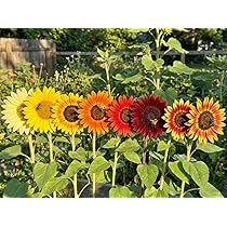 Sonnenblumen Samen im Set: 8 Sorten Sonnen Blumen Saatgut viele Farben: rot  gelb orange bronze, lat. Helianthus annuus, Sonnenblumensamen Mix, Mischung  bunte gefllte Blumensamen (150 Samen) : Amazon.de: Garten