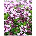 Graines De Thym Serpolet Rouge – 200 Graines – Faciles à Planter En Pot, Jardin Ou Balcon – Parfumées Et Rustiques - 8