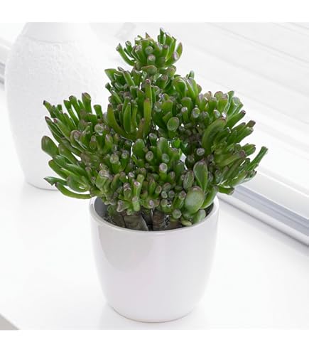 Arbre à Jade (Crassula Ovata) - Lot De 2 Plantes Succulentes - Hauteur 15-25cm - Pot ø12cm - Plante D'intérieur Facile