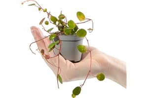 GARDENERSDREAM Baby String of Coins - Peperomia Pepperspot Small Houseplant Potted Baby Plant Gift for Indoor Home Office Kitchen Living Room
