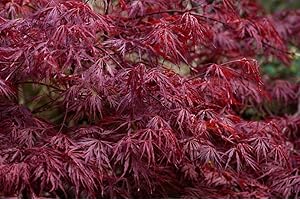RP Seeds Acer palmatum dissectum atropurpureum (Cut Leaf Japanese Maple) - 10 Seeds