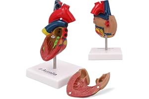 AURALIA MEDICAL GROUP Human Heart Model, 2-Part Life Size Medical Heart Anatomy Model with 34 Anatomical Marks, Held Together with Magnets on Base