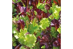 PREMIER SEEDS DIRECT - Lettuce Seeds - Gourmet LOOSELEAF Cutting Mix - 1500 Seeds