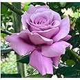 Green view"Lavender flower plant Climbing Rose Plant Perennial" Hybrid - 1 Healthy Live Decorative Flowering Plant'1.5 Ft Height in Nursery Grow Bag for Home Garden