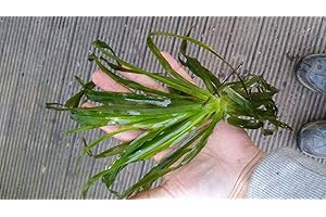 MÜHLAN WASSERPFLANZEN Mühlan Aquatic Plants water soldier for the garden pond, frost-hardy, pond