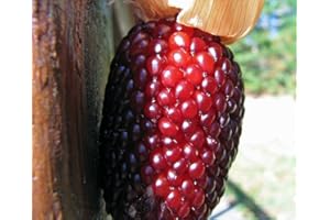 SVI 10 Paquete original, 10 semillas/pack, semillas de maíz rojo de la fresa de palomitas de maíz, Evcellent para hacer estallar de las palomitas, Diversión para Niños