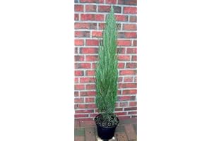 PFLANZEN BÖRING Blauer Raketenwacholder (Höhe: 150-160 cm), Juniperus scopulorum Blue Arrow, Wacholder + Dünger