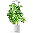 amzWOW Dafne Smart Garden Mini Serra, idroponica Kit Completo per Coltivazione Indoor, Vaso Smart autoirrigante con Luce LED 