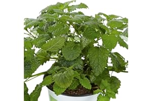 Lemon Balm Plug Plants. 'Fit'. Herbaceous Perennial with a Lemon Aroma. Medium Plug Plants x 4. Available from Bedwen Plants.