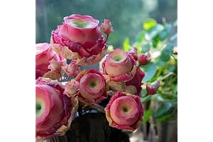 Worparsen 500/1000pcs Mountain Rose Sukkulenten Samen Sukkulenten seltene Sorten Samen Sukkulenten Samen zum Anbau von rosafarbenartigen Blumen für Topfpflanzen A 500 Stück
