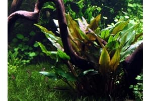 WFW WASSERFLORA Breitblättriger Wasserkelch/Cryptocoryne undulata 'Broad Leaves'