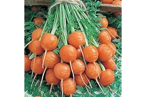 TJYXGS 500 Pièces Graines De Carottes Mini Carottes Rondes Rares Forme Mignonne Légume Ornemental Essentiel Du Jardin Forte Adaptabilité Convient Au Jardinier Novice