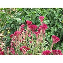 Internetda sikilayotgan qizlarning yashirin kamera videosi