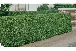 SUNNYSIDE NURSERIES 10 Green Privet Hedging 40-60cm Ligustrum Ovalifolium Bareroot Evergreen Plants