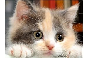 MXJSUA Kit per Diamond Painting Completo con Gatto in Cristallo, Pittura Diamanti 5D Fai da Te, Decorazione da Parete 30x40cm