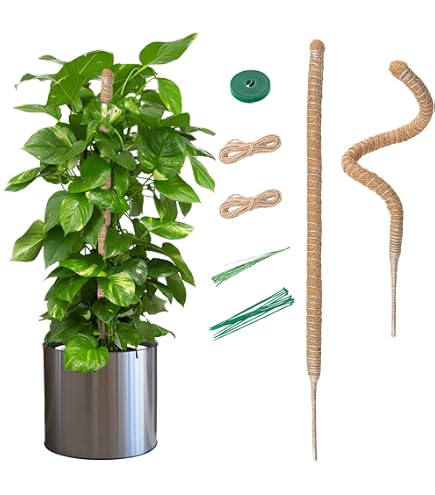philodendron minima Philodendron Minima 'Ginny'