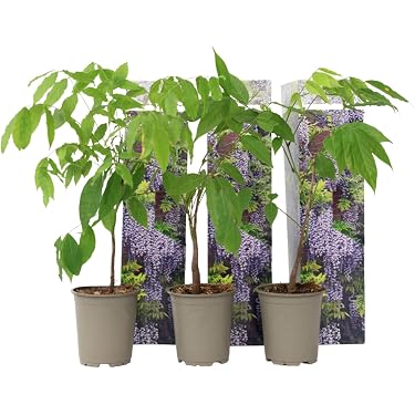 Clerodendrum Ugandense Samen 350 Stck - Winterharte Kletterpflanze Balkon  Garten Zimmerpflanze Blaue Schmetterlingsblten