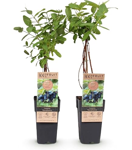 4er-Set Sibirische Blaubeere MyBerry 'Bee' (Lonicera kamtschatica), Hhe  25-30 cm, im 3 Liter Topf : Amazon.de: Garten
